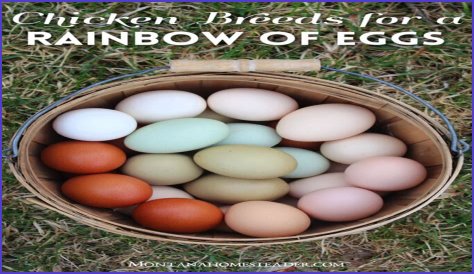 Can chickens lay spicy eggs?