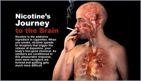 How long does it take for your brain to get used to not having nicotine?
